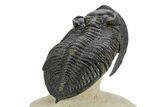 Fossil Zlichovaspis Trilobite - Atchana, Morocco #359149-5